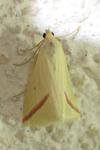 Rhodometra sacraria