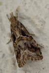 Euchromius cambridgei