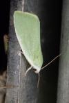 Earias clorana