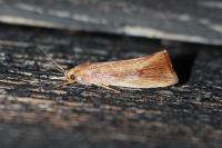 Orthotelia sparganella