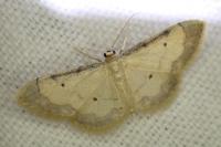 Idaea politaria