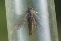 Microsphecia tineiformis