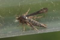 Microsphecia tineiformis