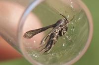 Microsphecia tineiformis