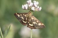 Pyrausta purpuralis