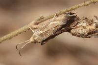 Brachodes