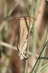 Xanthocrambus delicatellus