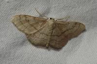 Idaea aversata