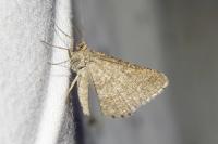 Isturgia murinaria