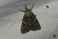 Polyphaenis sericata