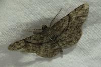 Peribatodes rhomboidaria rhomboidaria