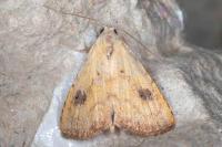 Rivula sericealis