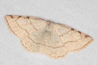 Stegania trimaculata