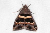 Grammodes stolida