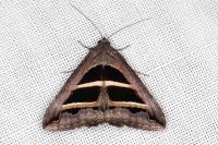 Grammodes bifasciata