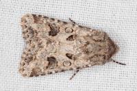 Anarta sodae