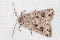 Anarta sodae