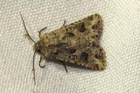 Anarta sodae