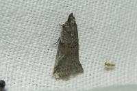 Acrobasis obliqua