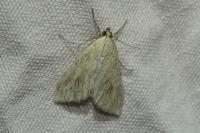Sitochroa palealis