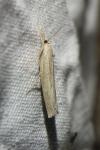Pediasia contaminella