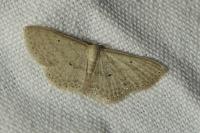 Scopula minorata