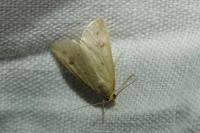 Achyra nudalis
