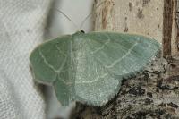 Chlorissa cloraria