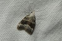 Nola squalida