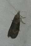 Lamoria anella