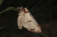 Phalera bucephala