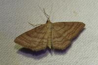 Idaea ochrata