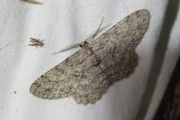 Hypomecis punctinalis