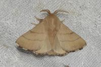 Malacosoma neustria
