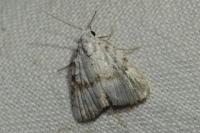 Nola aerugula