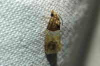 Epinotia festivana