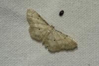 Idaea politaria