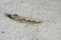 Plutella xylostella