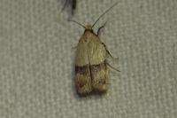Odites kollarella