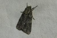 Acronicta rumicis