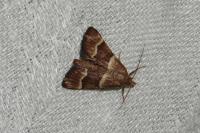 Stemmatophora combustalis