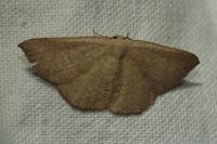 Cyclophora puppillaria