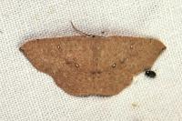 Cyclophora puppillaria