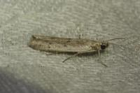 Phycitodes