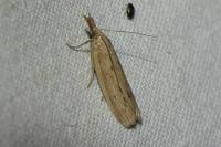 Ematheudes punctella