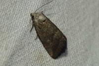 Phyllophila obliterata