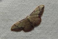 Idaea ostrinaria