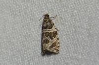 Celypha rivulana