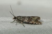 Celypha rivulana