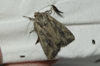 Lacanobia suasa